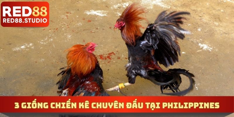 3 giống chiến kê chuyên đấu tại Philippines