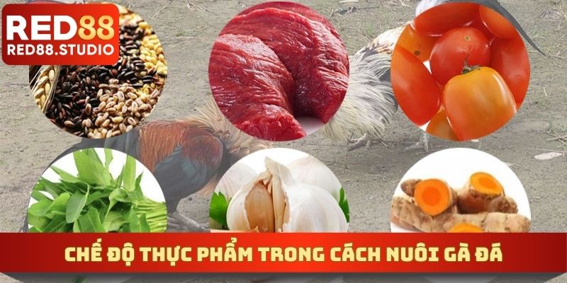 Chế độ thực phẩm trong cách nuôi gà đá