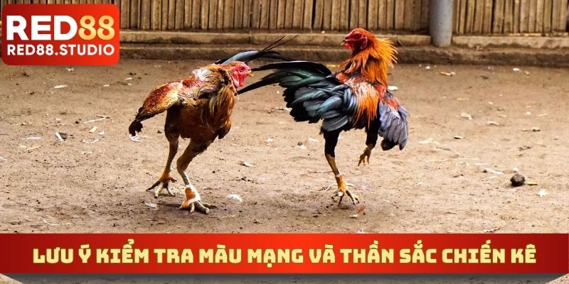 Lưu ý kiểm tra chi tiết màu mạng và thần sắc chiến kê