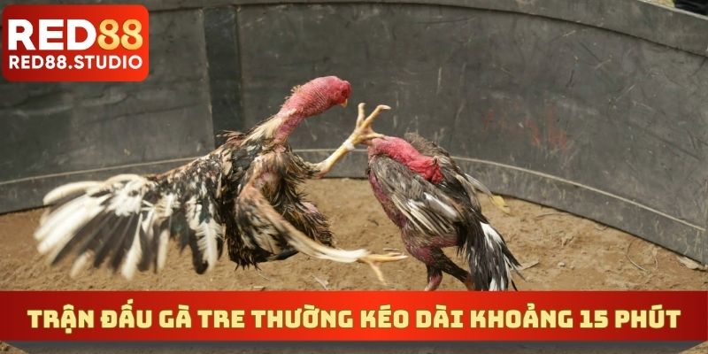 Trận đấu gà tre thường kéo dài khoảng 15 phút